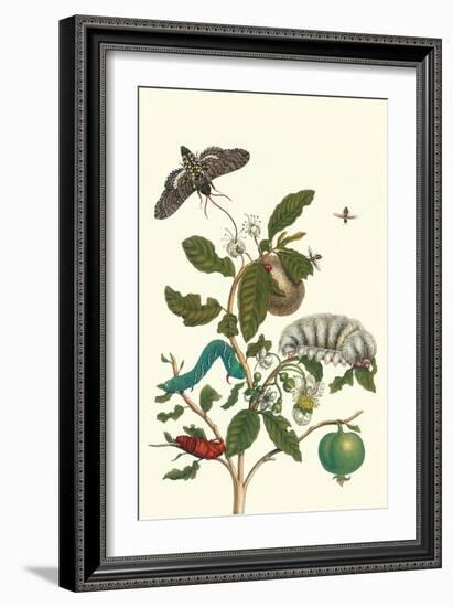 Guava and Tobacco Hornworm and a Podalia Moth-Maria Sibylla Merian-Framed Art Print