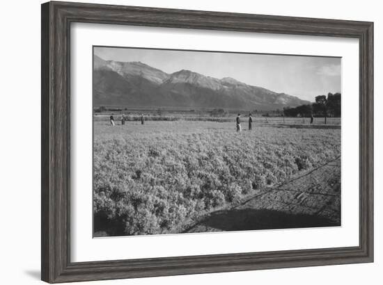 Guayule Field-Ansel Adams-Framed Art Print
