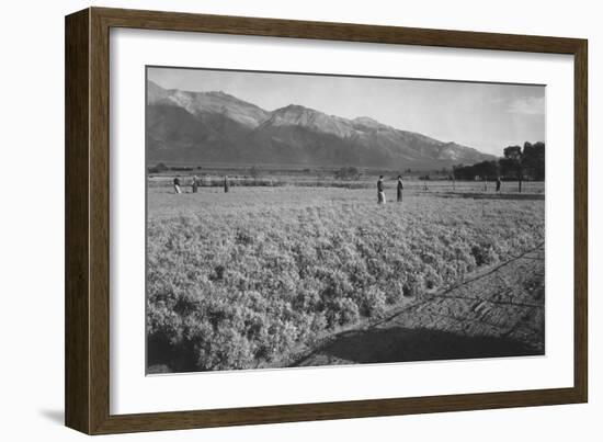 Guayule Field-Ansel Adams-Framed Art Print