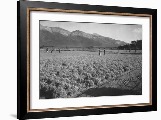 Guayule Field-Ansel Adams-Framed Art Print