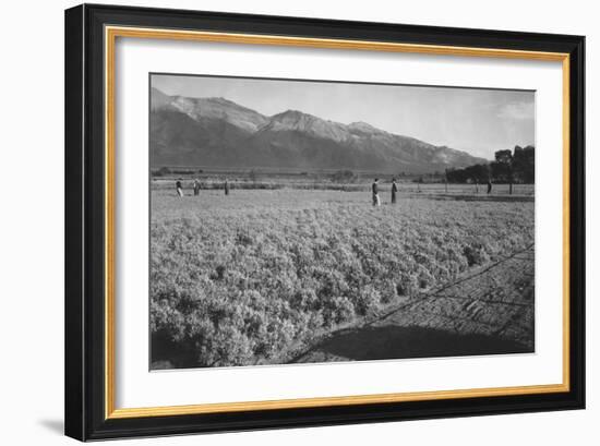 Guayule Field-Ansel Adams-Framed Art Print