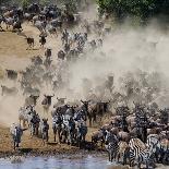 Big Herd of Wildebeest is about Mara River. Great Migration. Kenya. Tanzania. Masai Mara National P-GUDKOV ANDREY-Photographic Print