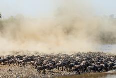 Wildebeests are Crossing Mara River. Great Migration. Kenya. Tanzania. Masai Mara National Park. An-GUDKOV ANDREY-Framed Premier Image Canvas