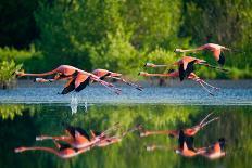 Caribbean Flamingos Flying over Water with Reflection. Cuba. an Excellent Illustration.-GUDKOV ANDREY-Photographic Print