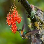 Hummingbird Flies to Flower. Ecuador. South America. an Excellent Illustration.-GUDKOV ANDREY-Photographic Print