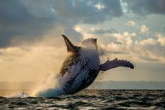 Humpback Whale Jump at Sunset against a Beautiful Sky. Madagascar. the Water Area of the Island of-GUDKOV ANDREY-Photographic Print