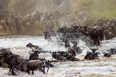 Wildebeests are Crossing Mara River. Great Migration. Kenya. Tanzania. Masai Mara National Park. An-GUDKOV ANDREY-Premier Image Canvas