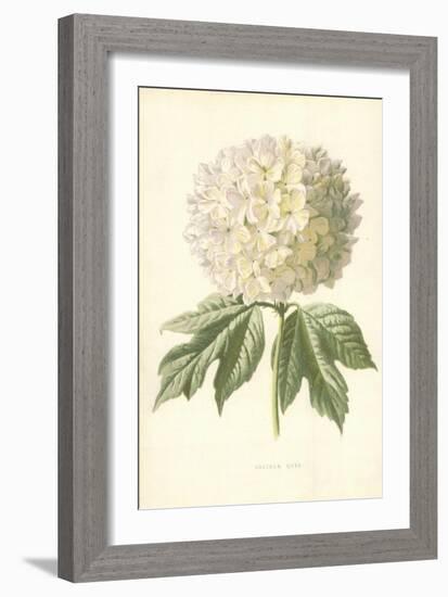 Guelder Rose-Frederick Edward Hulme-Framed Giclee Print