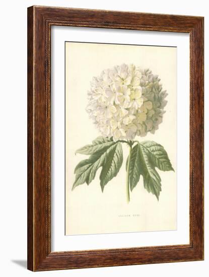 Guelder Rose-Frederick Edward Hulme-Framed Giclee Print