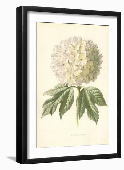 Guelder Rose-Frederick Edward Hulme-Framed Giclee Print