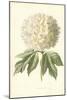 Guelder Rose-Frederick Edward Hulme-Mounted Giclee Print