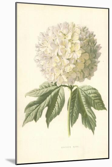 Guelder Rose-Frederick Edward Hulme-Mounted Giclee Print