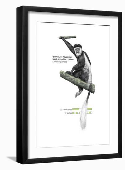 Guereza or Abyssinian, Black-And-White Colobus (Colobus Guereza), Monkey, Mammals-Encyclopaedia Britannica-Framed Art Print