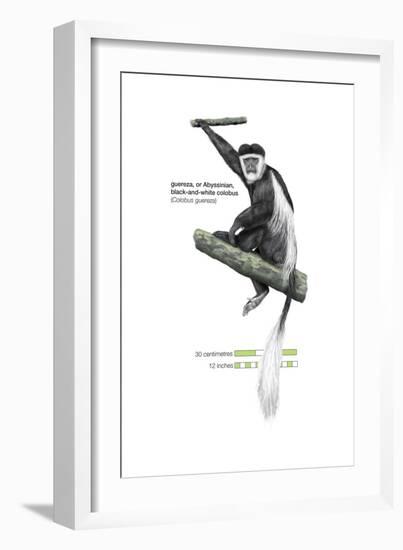 Guereza or Abyssinian, Black-And-White Colobus (Colobus Guereza), Monkey, Mammals-Encyclopaedia Britannica-Framed Art Print