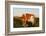 Guernsey Cow-null-Framed Photographic Print