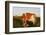 Guernsey Cow-null-Framed Photographic Print