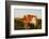 Guernsey Cow-null-Framed Photographic Print