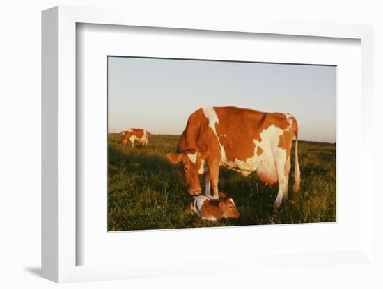 Guernsey Cow-null-Framed Photographic Print