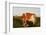 Guernsey Cow-null-Framed Photographic Print