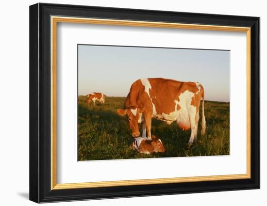 Guernsey Cow-null-Framed Photographic Print