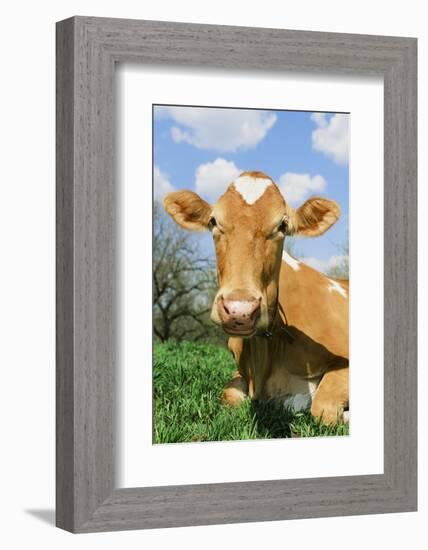 Guernsey Cow-null-Framed Photographic Print