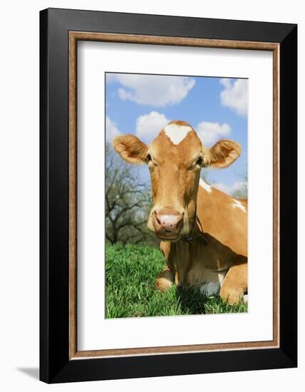 Guernsey Cow-null-Framed Photographic Print