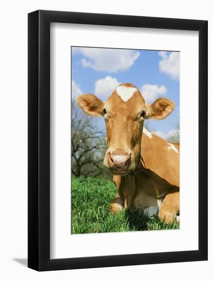 Guernsey Cow-null-Framed Photographic Print