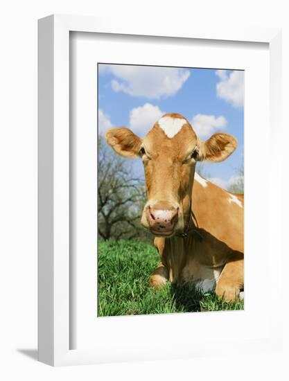 Guernsey Cow-null-Framed Photographic Print