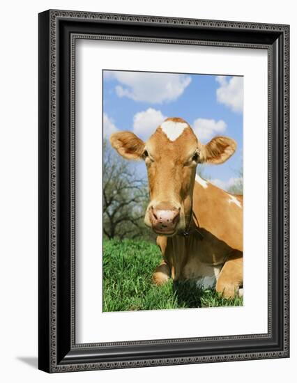 Guernsey Cow-null-Framed Photographic Print