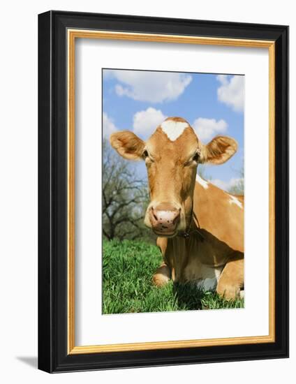 Guernsey Cow-null-Framed Photographic Print