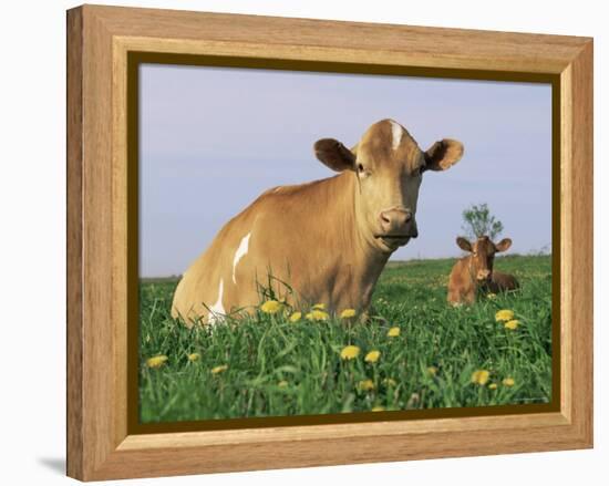 Guernsey Cows, at Rest in Field, Illinois, USA-Lynn M^ Stone-Framed Premier Image Canvas
