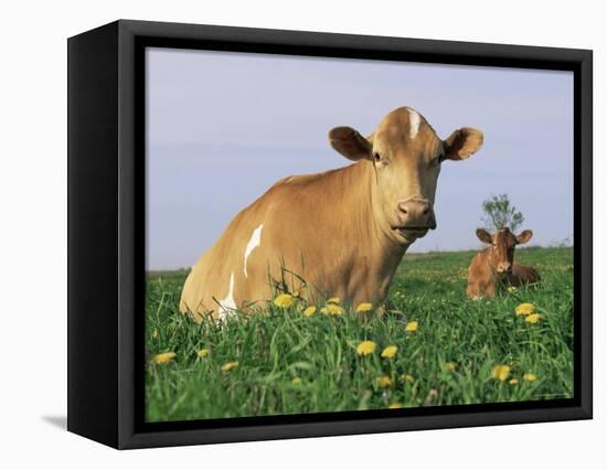 Guernsey Cows, at Rest in Field, Illinois, USA-Lynn M^ Stone-Framed Premier Image Canvas