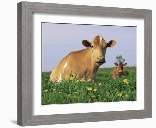 Guernsey Cows, at Rest in Field, Illinois, USA-Lynn M^ Stone-Framed Photographic Print