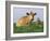 Guernsey Cows, at Rest in Field, Illinois, USA-Lynn M^ Stone-Framed Photographic Print