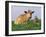 Guernsey Cows, at Rest in Field, Illinois, USA-Lynn M^ Stone-Framed Photographic Print