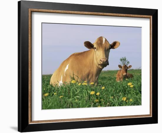 Guernsey Cows, at Rest in Field, Illinois, USA-Lynn M^ Stone-Framed Photographic Print