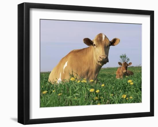 Guernsey Cows, at Rest in Field, Illinois, USA-Lynn M^ Stone-Framed Photographic Print