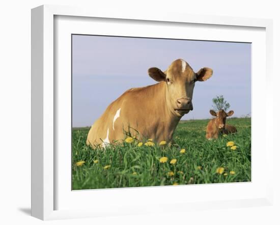 Guernsey Cows, at Rest in Field, Illinois, USA-Lynn M^ Stone-Framed Photographic Print