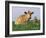 Guernsey Cows, at Rest in Field, Illinois, USA-Lynn M^ Stone-Framed Photographic Print