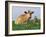 Guernsey Cows, at Rest in Field, Illinois, USA-Lynn M^ Stone-Framed Photographic Print