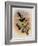 Guiana Brilliant, Heliodoxa Xanthogonys-John Gould-Framed Giclee Print