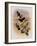 Guiana Brilliant, Heliodoxa Xanthogonys-John Gould-Framed Giclee Print