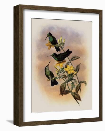 Guiana Brilliant, Heliodoxa Xanthogonys-John Gould-Framed Giclee Print