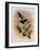 Guiana Brilliant, Heliodoxa Xanthogonys-John Gould-Framed Giclee Print