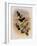 Guiana Brilliant, Heliodoxa Xanthogonys-John Gould-Framed Giclee Print
