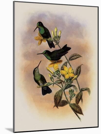 Guiana Brilliant, Heliodoxa Xanthogonys-John Gould-Mounted Giclee Print