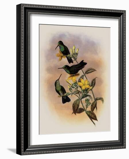 Guiana Brilliant, Heliodoxa Xanthogonys-John Gould-Framed Giclee Print