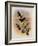 Guiana Brilliant, Heliodoxa Xanthogonys-John Gould-Framed Giclee Print