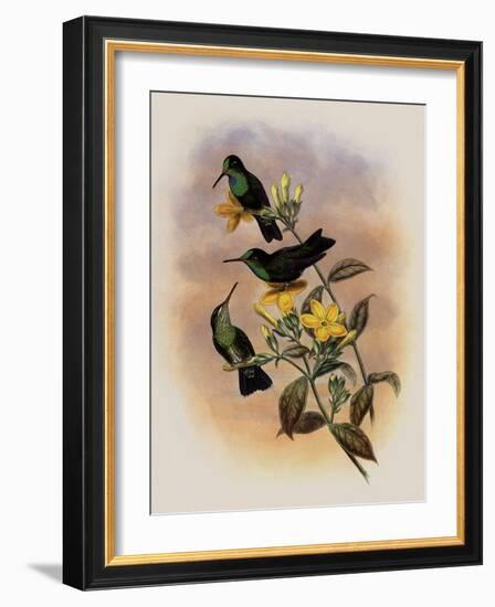 Guiana Brilliant, Heliodoxa Xanthogonys-John Gould-Framed Giclee Print