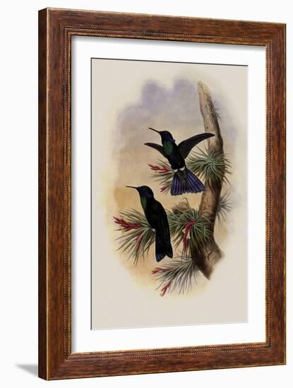 Guiana Violet-Ear, Petasophora Germana-John Gould-Framed Giclee Print